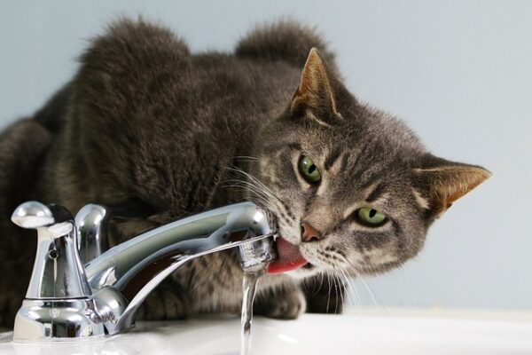 macska és ivóvíz
