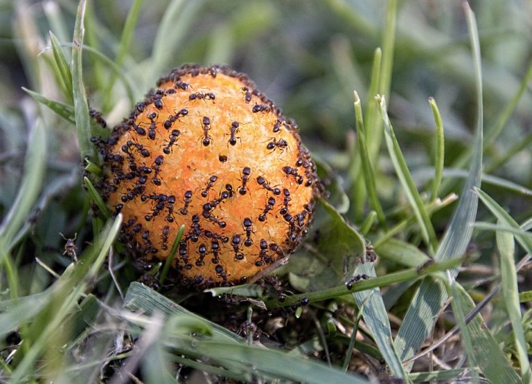 Hogyan szabaduljon meg a hangyáktól a házban, lakásban, kertben 1