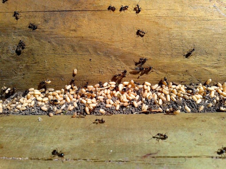 Hogyan szabaduljon meg a hangyáktól a házban, lakásban, kertben 3